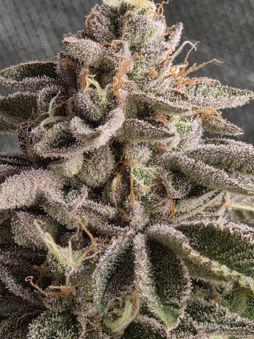 Grounded Genetics im Sumpf. Week 20