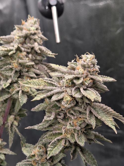Grounded Genetics im Sumpf. Week 20