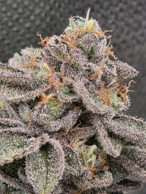 Grounded Genetics im Sumpf. Week 20