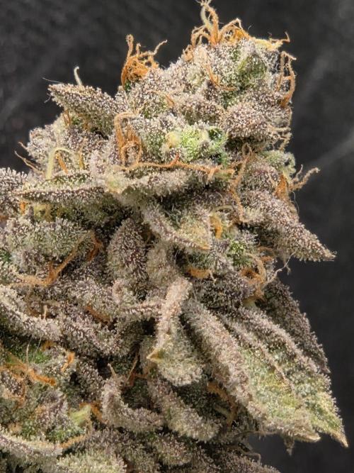 Grounded Genetics im Sumpf. Week 20