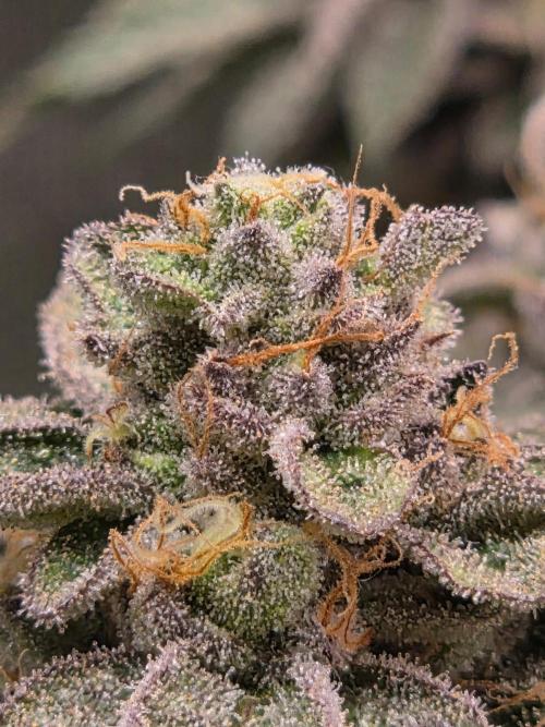 Grounded Genetics im Sumpf. Week 20