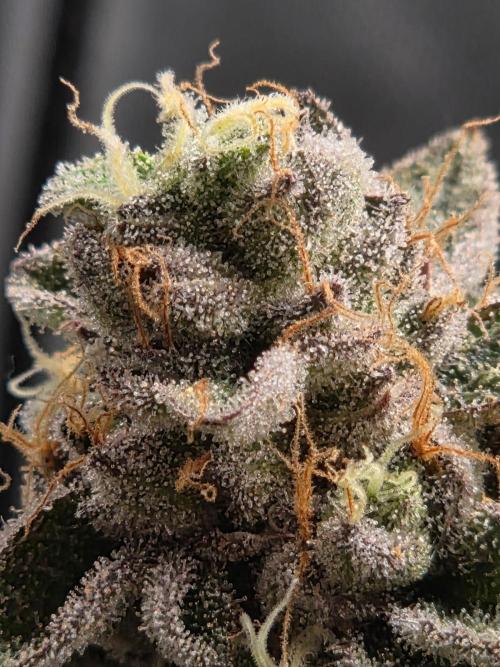 Grounded Genetics im Sumpf. Week 20
