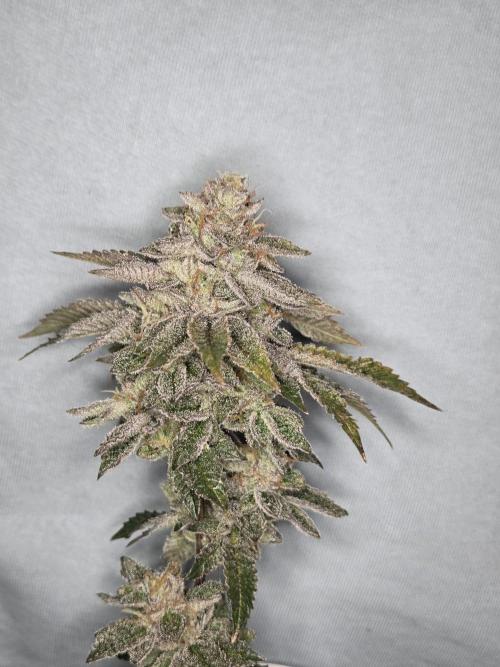 Grounded Genetics im Sumpf. Week 21