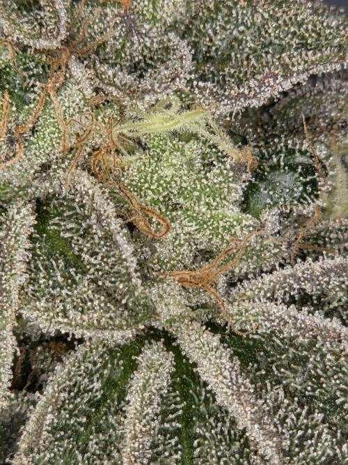 Grounded Genetics im Sumpf. Week 21