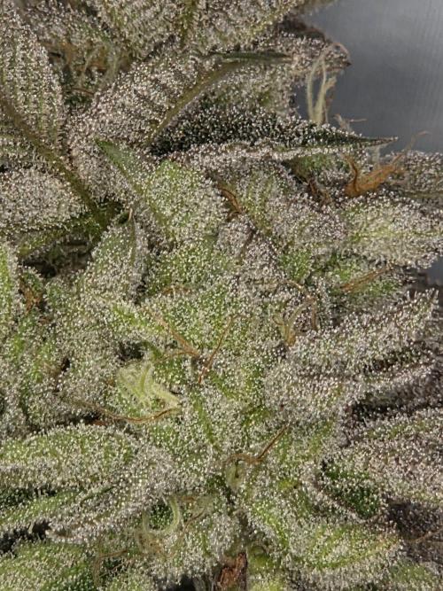 Grounded Genetics im Sumpf. Week 21