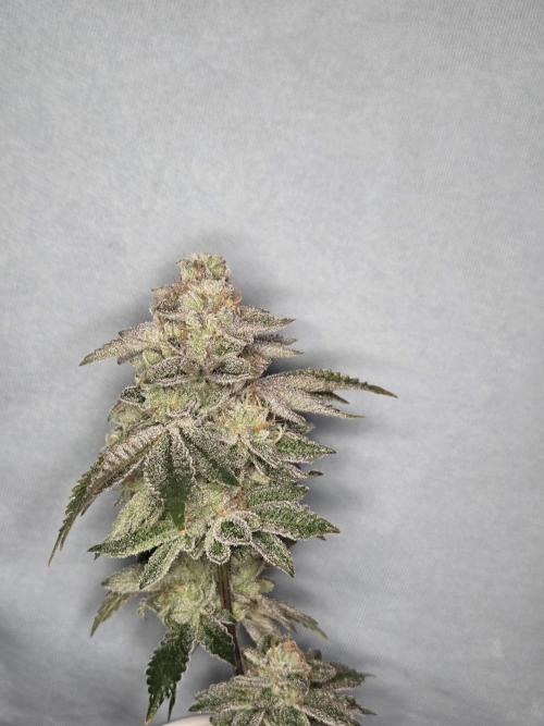 Grounded Genetics im Sumpf. Week 21