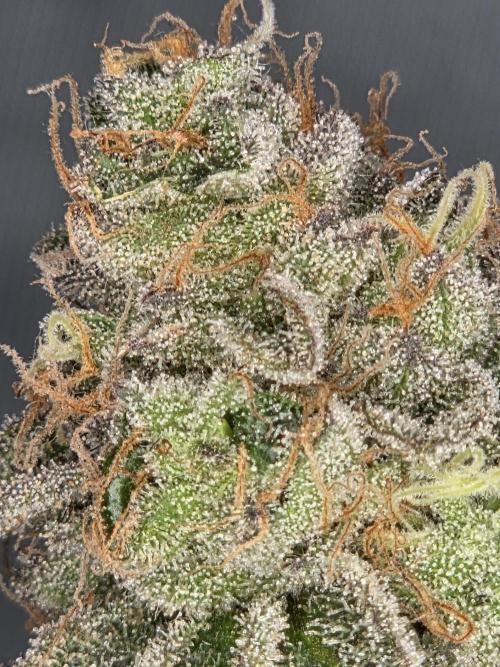 Grounded Genetics im Sumpf. Week 21