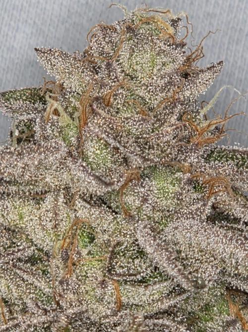 Grounded Genetics im Sumpf. Week 21