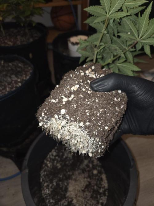 Humboldt Specials. Week 5