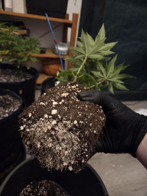 Humboldt Specials. Week 5