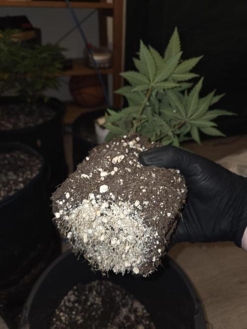 Humboldt Specials. Week 5