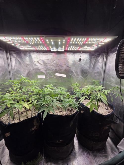 Humboldt Specials. Week 5