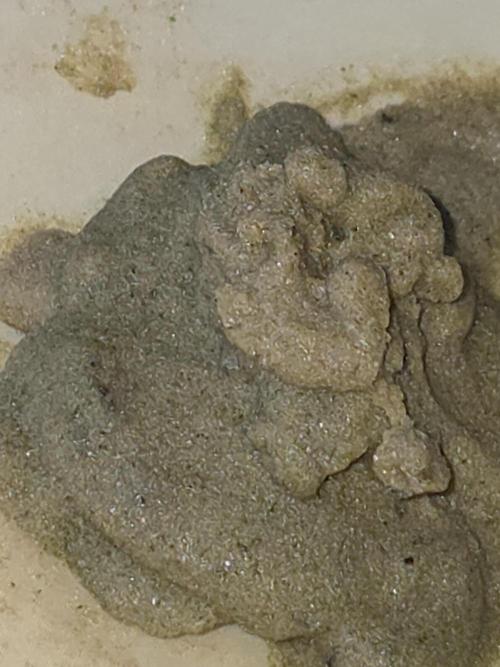 Grounded Genetics im Sumpf. Week 21 - Bubble Hash in the making - Live Rosin