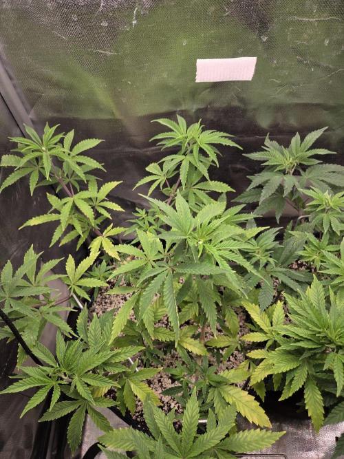Humboldt Specials. Week 6 - Blueberry Muffin