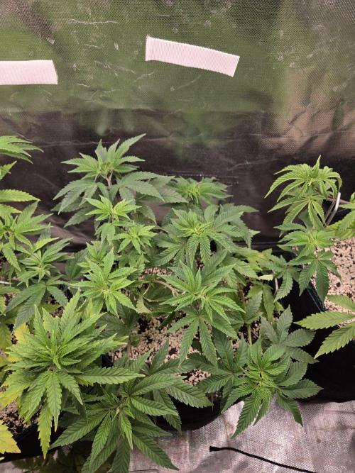 Humboldt Specials. Week 6 - Helly Jelly
