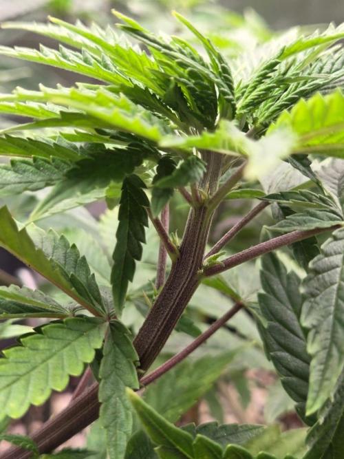 Humboldt Specials. Week 6