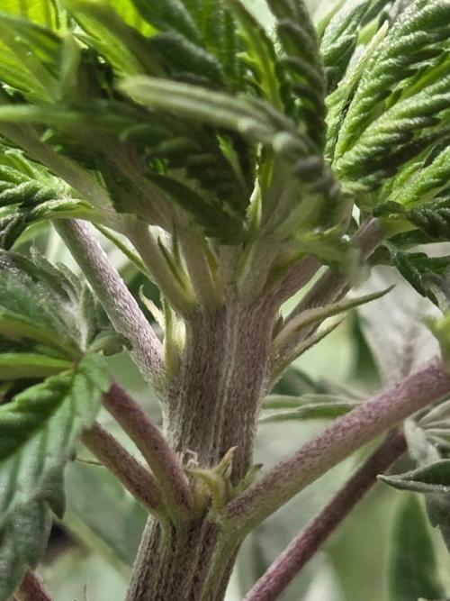 Humboldt Specials. Week 6