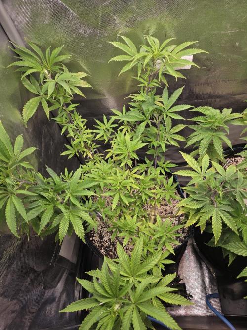 Humboldt Specials. Week 7 - Blueberry Muffin