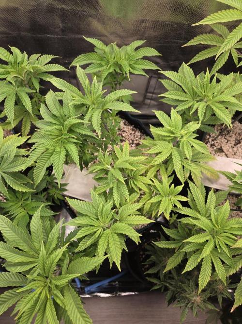 Humboldt Specials. Week 7 - Hella Jelly