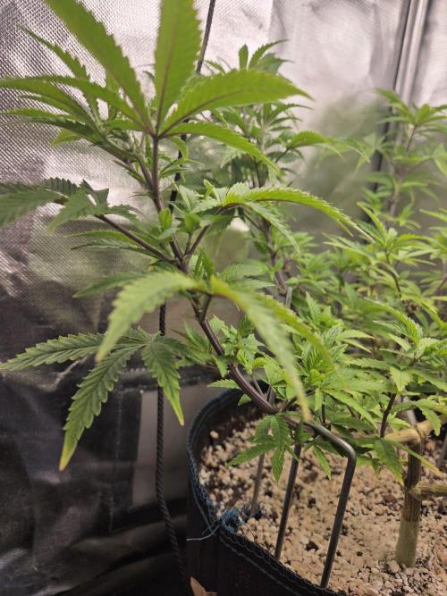 Humboldt Specials. Week 7 - Blueberry Muffin