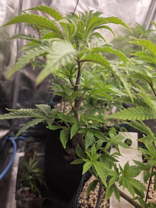 Humboldt Specials. Week 7 - Hella Jelly