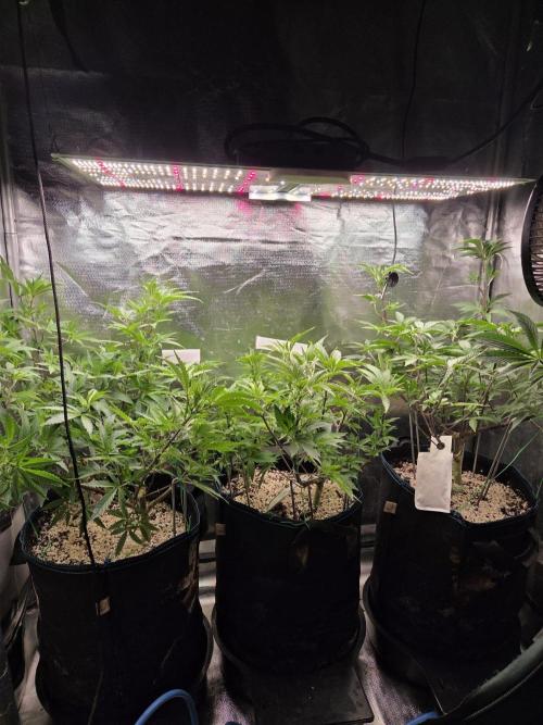 Humboldt Specials. Week 8