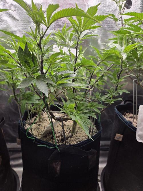 Humboldt Specials. Week 8 - Helly Jelly