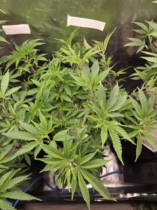 Humboldt Specials. Week 8 - Helly Jelly