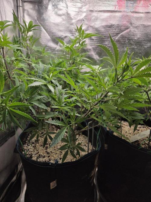 Humboldt Specials. Week 8 - Blueberry Muffin
