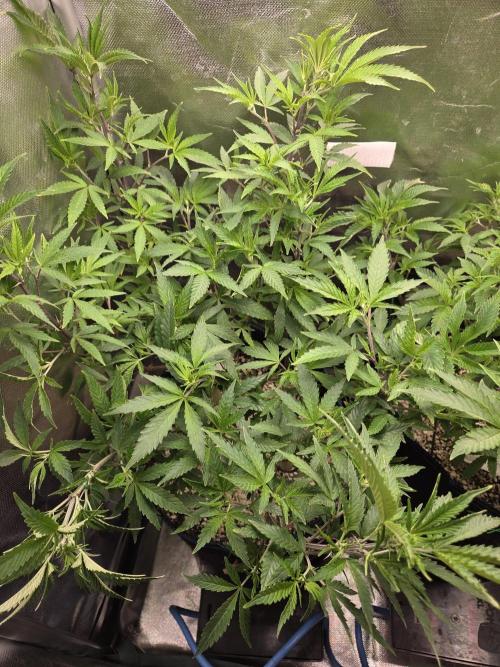 Humboldt Specials. Week 8 - Blueberry Muffin