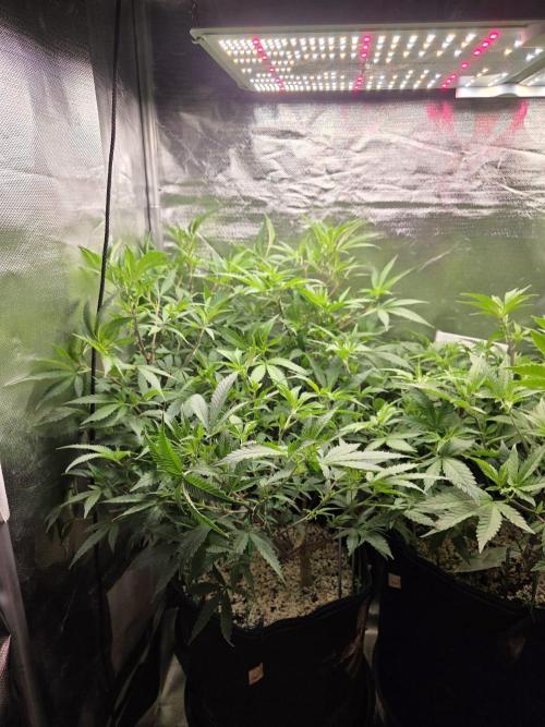 Humboldt Specials. Week 9 - Blueberry Muffin