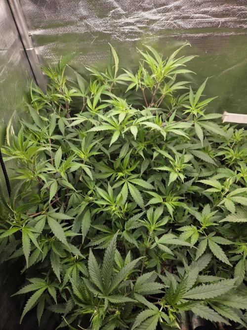 Humboldt Specials. Week 9 - Blueberry Muffin