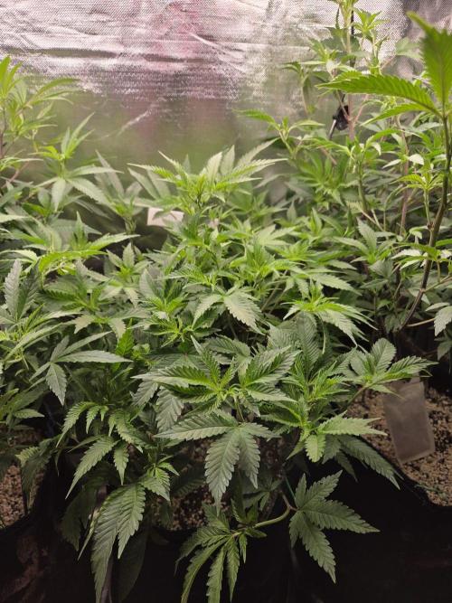 Humboldt Specials. Week 9 - Helly Jelly