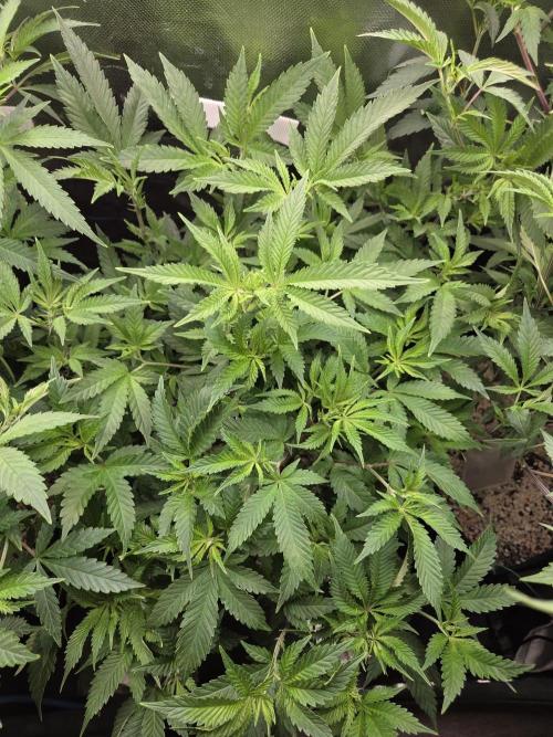 Humboldt Specials. Week 9 - Helly Jelly