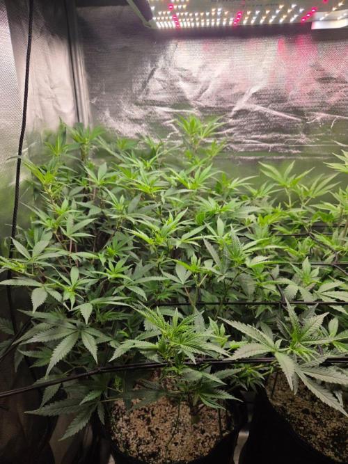 Humboldt Specials. Week 10 - Blueberyy Muffin