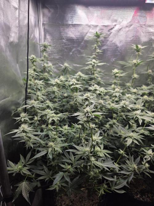Humboldt Specials. Week 13 - Blueberry Muffin