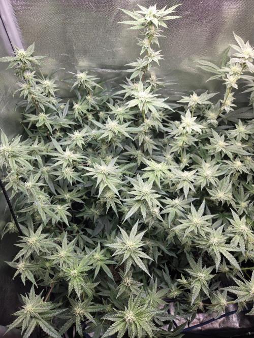 Humboldt Specials. Week 13 - Blueberry Muffin