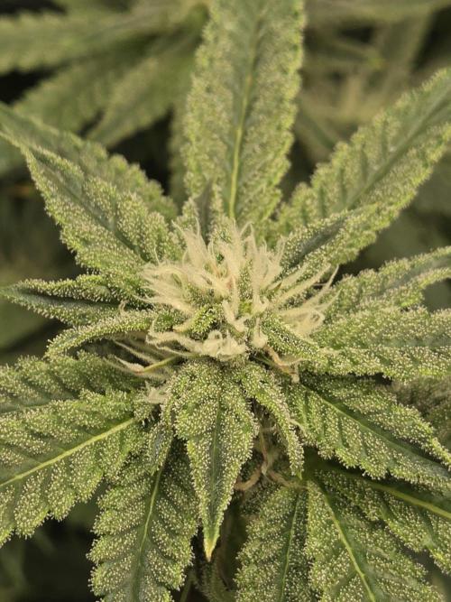 Humboldt Specials. Week 13 - Blueberry Muffin