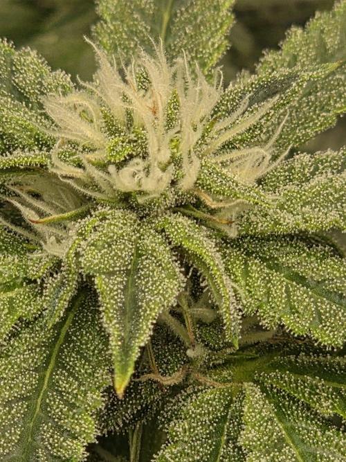 Humboldt Specials. Week 13 - Blueberry Muffin