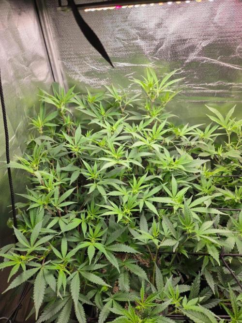 Humboldt Specials. Week 11 - Blueberry Muffin