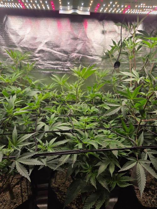 Humboldt Specials. Week 11 - Hella Jelly
