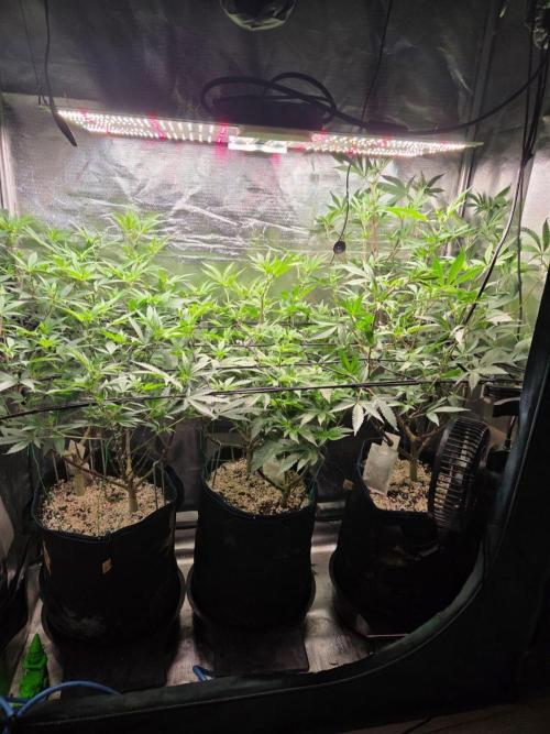 Humboldt Specials. Week 11