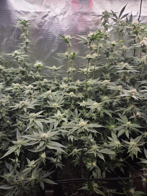 Humboldt Specials. Week 13 - Hella Jelly