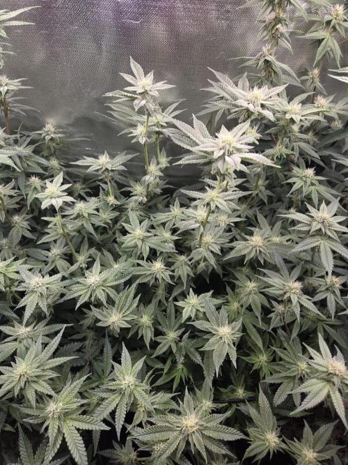Humboldt Specials. Week 13 - Hella Jelly