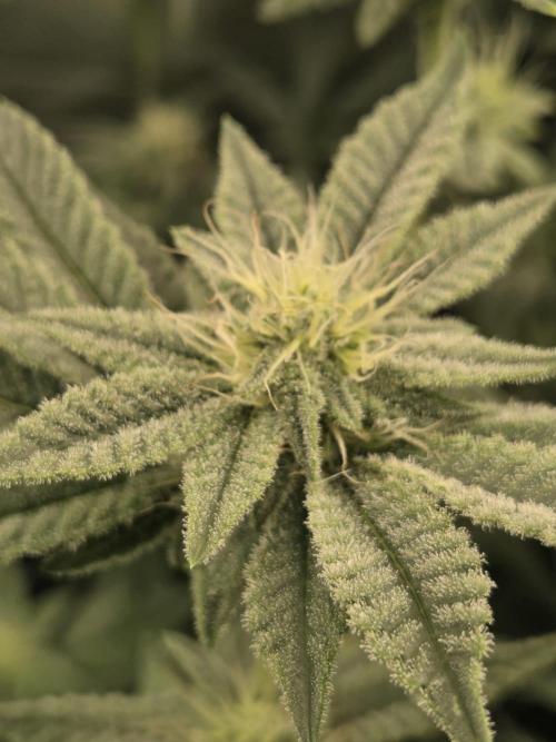 Humboldt Specials. Week 13 - Hella Jelly
