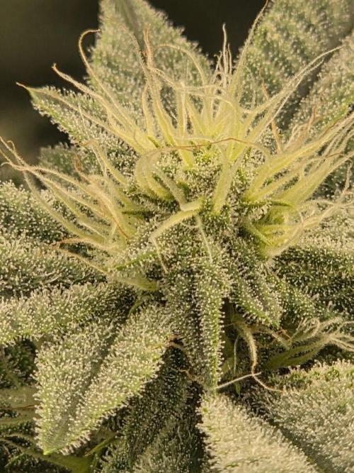 Humboldt Specials. Week 13 - Hella Jelly
