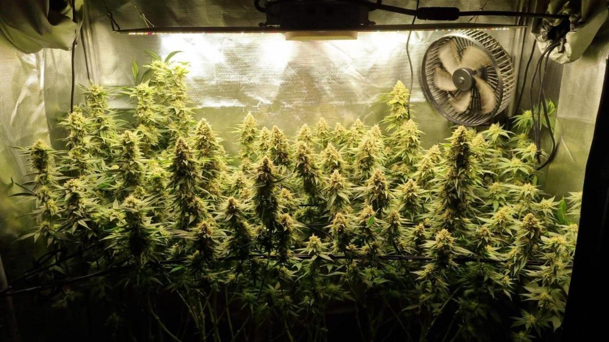 Papaya Zoap F1 V2. Week 16