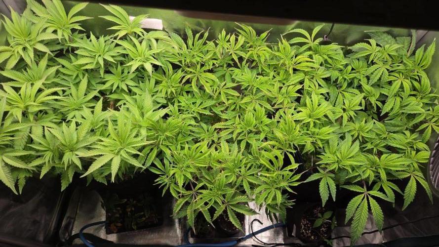 Grounded Genetics im Sumpf. Week 9