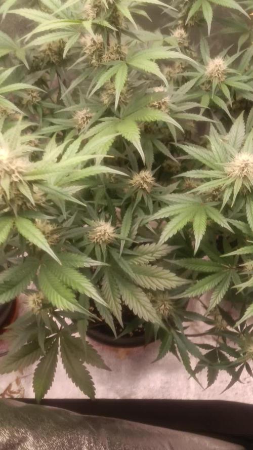 Lemon Cherry Cookies & Banana Punch