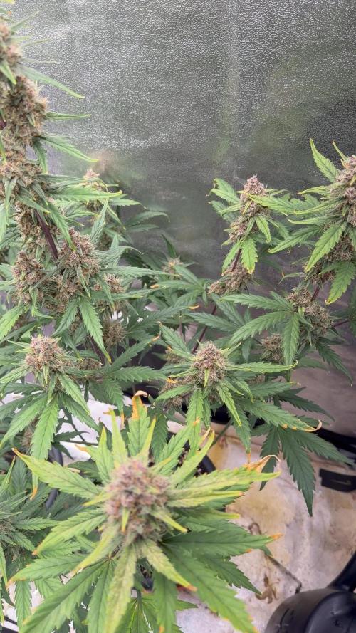 Lemon Cherry Cookies & Banana Punch